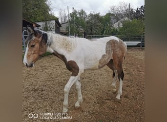 Mustang (amerikanisch) Mix, Stute, 2 Jahre, 160 cm, Palomino