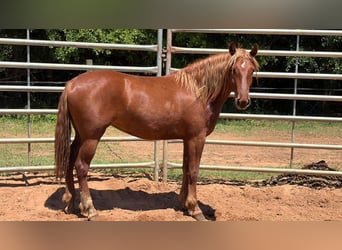 Mustang (amerikanisch), Stute, 2 Jahre, Fuchs