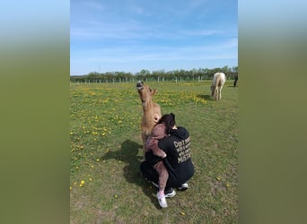 Mustang (amerikanisch), Stute, 3 Jahre, 150 cm, Pearl