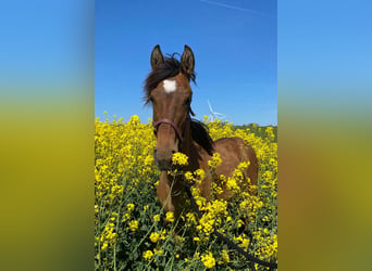 Mustang (amerikanisch), Stute, 3 Jahre, 150 cm, Pearl