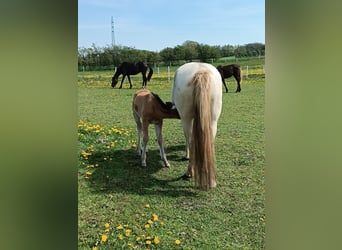 Mustang (amerikanisch), Stute, 3 Jahre, 150 cm, Pearl