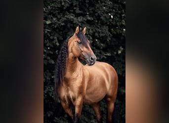 Mustang (amerikanisch), Stute, 3 Jahre, 150 cm, Pearl