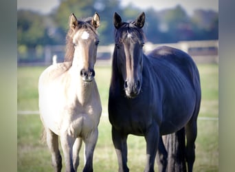 Mustang (amerikanisch) Mix, Stute, 3 Jahre, 160 cm, Falbe