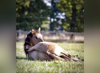 Mustang (amerikanisch) Mix, Stute, 3 Jahre, 160 cm, Falbe