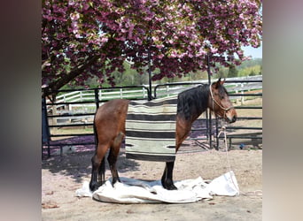 Mustang (amerikanisch), Stute, 4 Jahre, 142 cm, Brauner