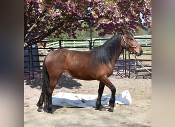 Mustang (amerikanisch), Stute, 4 Jahre, 142 cm, Brauner