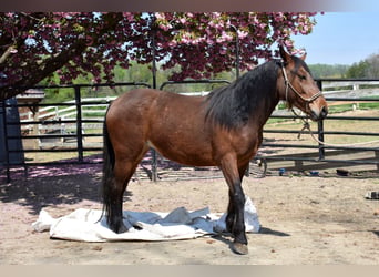 Mustang (amerikanisch), Stute, 4 Jahre, 142 cm, Brauner