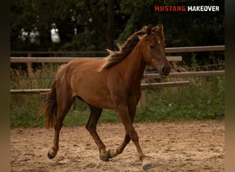 Mustang (amerikanisch), Stute, 4 Jahre, 142 cm, Fuchs
