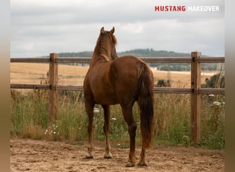 Mustang (amerikanisch), Stute, 4 Jahre, 142 cm, Fuchs
