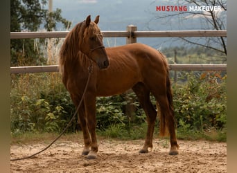 Mustang (amerikanisch), Stute, 4 Jahre, 142 cm, Fuchs