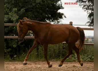 Mustang (amerikanisch), Stute, 4 Jahre, 142 cm, Fuchs