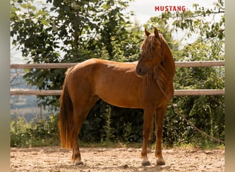 Mustang (amerikanisch), Stute, 4 Jahre, 142 cm, Fuchs