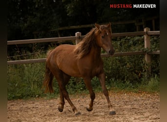 Mustang (amerikanisch), Stute, 4 Jahre, 142 cm, Fuchs