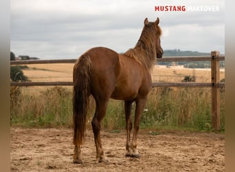 Mustang (amerikanisch), Stute, 4 Jahre, 142 cm, Fuchs