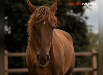 Mustang (amerikanisch), Stute, 4 Jahre, 142 cm, Fuchs