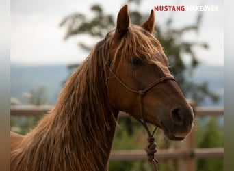 Mustang (amerikanisch), Stute, 4 Jahre, 142 cm, Fuchs