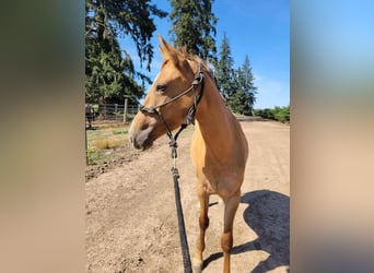 Mustang (amerikanisch), Stute, 4 Jahre, 152 cm, Falbe