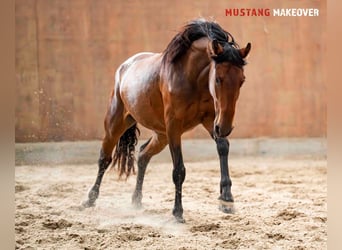 Mustang (amerikanisch), Stute, 4 Jahre, 155 cm, Brauner