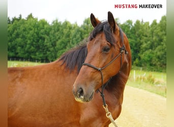 Mustang (amerikanisch), Stute, 4 Jahre, 155 cm, Brauner