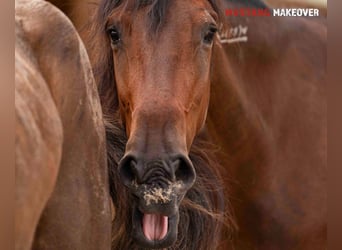 Mustang (amerikanisch), Stute, 4 Jahre, 155 cm, Brauner