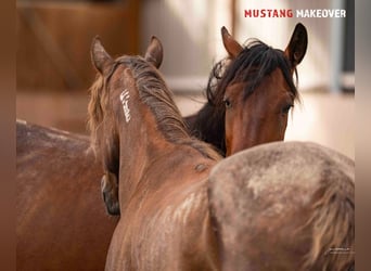 Mustang (amerikanisch), Stute, 4 Jahre, 155 cm, Brauner