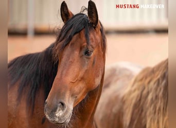 Mustang (amerikanisch), Stute, 4 Jahre, 155 cm, Brauner