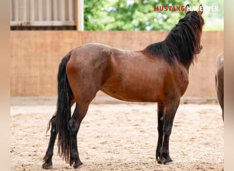 Mustang (amerikanisch), Stute, 4 Jahre, 155 cm, Brauner