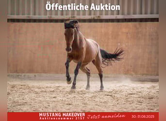 Mustang (amerikanisch), Stute, 4 Jahre, 155 cm, Brauner