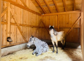 Mustang (amerikanisch), Stute, 5 Jahre, 150 cm, Buckskin
