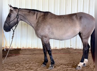Mustang (amerikanisch), Stute, 6 Jahre, 140 cm, Grullo