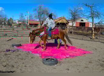 Mustang (amerikanisch), Stute, 6 Jahre, 142 cm, Rotfuchs
