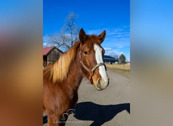 Mustang (amerikanisch), Stute, 6 Jahre, 142 cm, Rotfuchs