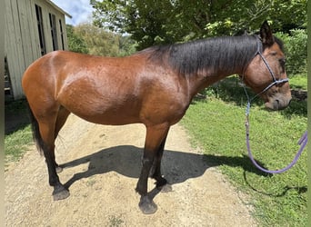 Mustang (amerikanisch), Stute, 6 Jahre, 147 cm, Rotbrauner