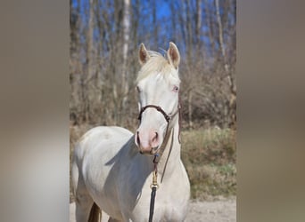 Mustang (amerikanisch), Stute, 6 Jahre, 153 cm, Cremello