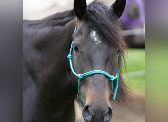 Mustang (amerikanisch), Stute, 6 Jahre, 153 cm, Dunkelbrauner