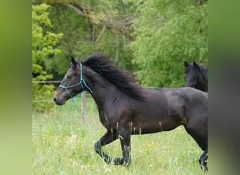 Mustang (amerikanisch), Stute, 6 Jahre, 153 cm, Dunkelbrauner