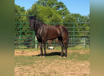 Mustang (amerikanisch), Stute, 6 Jahre, 157 cm, Rappe