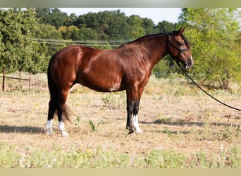 Mustang (amerikanisch), Stute, 6 Jahre, Rotbrauner