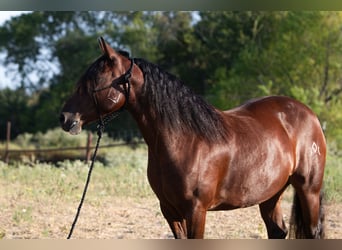Mustang (amerikanisch), Stute, 6 Jahre, Rotbrauner