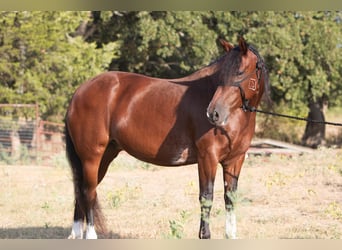 Mustang (amerikanisch), Stute, 6 Jahre, Rotbrauner