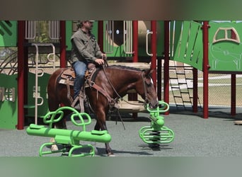 Mustang (amerikanisch), Stute, 6 Jahre, Rotbrauner