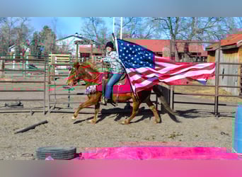 Mustang (amerikanisch), Stute, 7 Jahre, 142 cm, Rotfuchs