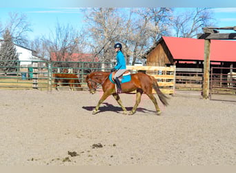 Mustang (amerikanisch), Stute, 7 Jahre, 142 cm, Rotfuchs