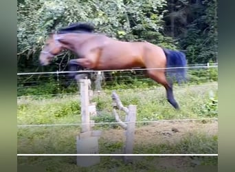 Mustang (amerikanisch), Stute, 8 Jahre, 142 cm, Rotbrauner