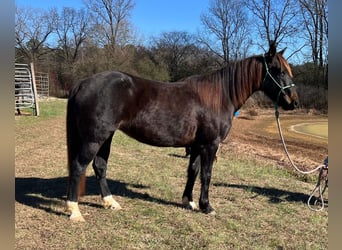 Mustang (amerikanisch), Stute, 8 Jahre, 147 cm, Schwarzbrauner