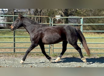 Mustang (amerikanisch), Stute, 8 Jahre, 147 cm, Schwarzbrauner