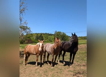 Mustang (amerikanisch), Stute, 8 Jahre, Roan-Red