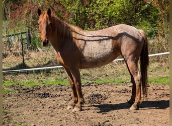 Mustang (amerikanisch), Stute, 8 Jahre, Roan-Red