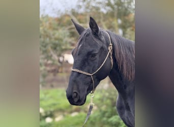 Mustang (amerikanisch), Stute, 9 Jahre, 145 cm, Rappe