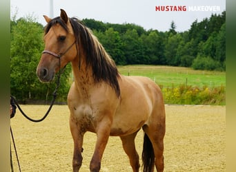 Mustang (amerikanisch), Stute, 9 Jahre, 147 cm, Falbe